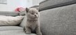 🧸Magnifique British lilac shorthair...