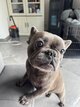 Bouledogue français à donner