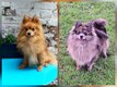 Chiots Spitz Allemands nains et petits