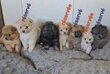 Chiots Spitz Allemands nains et petits