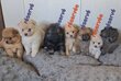 Chiots Spitz Allemands nains et petits