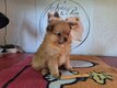Chiot femelle Spitz Allemand naine