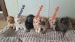 Chiots Spitz Allemands nains et petits