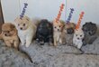 Chiots Spitz Allemands nains et petits