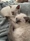 2 magnifiques chatons siamois