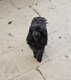 Caniche Toys