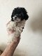 Caniche Toys
