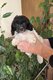 Caniche Toys