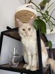Maine Coon