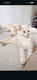 Maine Coon