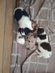 Chihuahuas
