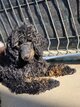 Caniche nain
