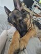 Berger allemand à donner