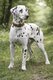 Chiots dalmatiens