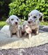 Chiots dalmatiens