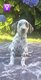 Chiots dalmatiens