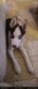 Chiot Femelle Husky Siberien