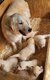 Golden Retriever chiots