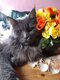 Magnifique Maine coon a réserver