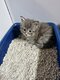 Magnifique Maine coon a réserver