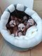Chatons Sphynx disponibles   Élevage familial...