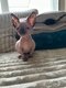 Chatons Sphynx Nain-Bambino Élevage familial...