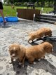 Chiots Retriever de la Nouvelle Ecosse élevés...