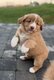 Chiots Retriever de la Nouvelle Ecosse élevés...