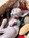 Bébés Sphynx