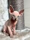 Bébés Sphynx