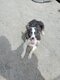 Adorable femelle Border Collie à adopter