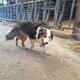 Adorable mâle Border Collie à adopter