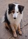 Adorable mâle Border Collie à adopter