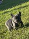 Chiots bouledogue français bleu