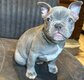 Chiots bouledogue français bleu