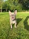 Chiots bouledogue français bleu