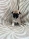 Chiots carlins exotiques