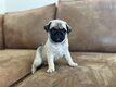 Chiots carlins exotiques