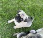 Chiots carlins exotiques