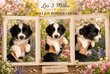Magnifiques chiots Border Collie avec pedigree...