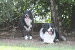 Magnifiques chiots Border Collie avec pedigree...