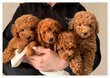 Magnifiques chiots caniche toy dispo de suite