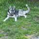 Chiot husky