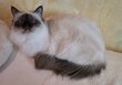 Superbe femelle sacré de Birmanie
