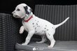 Chiots dalmatien à vendre
