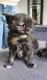 Maine coon