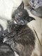 Maine coon