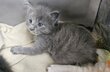Maine coon