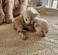Maine coon