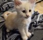 Maine coon